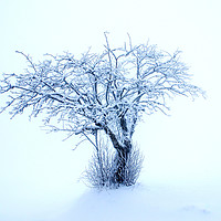 Buy canvas prints of The snowy Tree by imi koetz