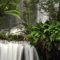 Buy canvas prints of Beautiful cold Rainforest in Tasmania by imi koetz