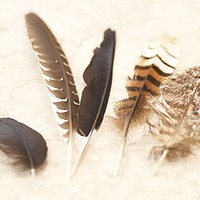 Buy canvas prints of Five Feathers  by Margaret Stanton