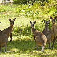 Buy canvas prints of Family of five Kangaroos  by Margaret Stanton
