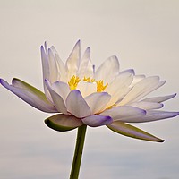 Buy canvas prints of Water Lily in full bloom  by Margaret Stanton