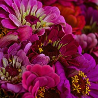 Buy canvas prints of Zinnias galore   by Margaret Stanton