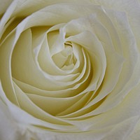 Buy canvas prints of A single white rose  by Margaret Stanton