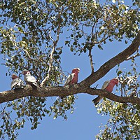 Buy canvas prints of You're a Galah by Margaret Stanton