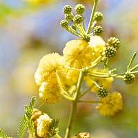 Buy canvas prints of Wattle blossoms  by Margaret Stanton