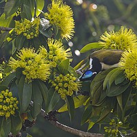 Buy canvas prints of Blue faced honeyeater  by Margaret Stanton