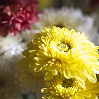 Buy canvas prints of Colourful Chrysanthemums  by Margaret Stanton