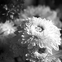 Buy canvas prints of Chrysanthemums ( black and white)  by Margaret Stanton