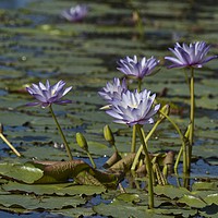 Buy canvas prints of Lotus loveliness  by Margaret Stanton