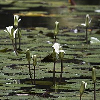 Buy canvas prints of White Water Lilies  by Margaret Stanton