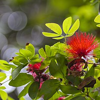 Buy canvas prints of Tropical red bloom  by Margaret Stanton