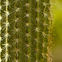 Buy canvas prints of Cactus close up  by Margaret Stanton