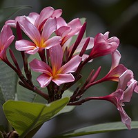 Buy canvas prints of Pink Frangipani blooms and buds  by Margaret Stanton