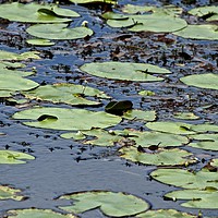 Buy canvas prints of Lily Pads  by Margaret Stanton