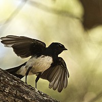 Buy canvas prints of Willy Wagtail Silhouette by Margaret Stanton