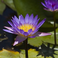 Buy canvas prints of Purple Water Lilies close up  by Margaret Stanton
