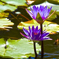Buy canvas prints of Water Lily Tropical Lagoon  by Margaret Stanton