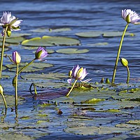 Buy canvas prints of Lily Lagoon by Margaret Stanton