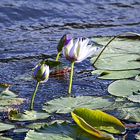 Buy canvas prints of Water lilies by Margaret Stanton