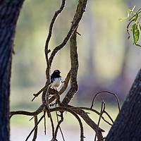 Buy canvas prints of Willy Wagtail  by Margaret Stanton