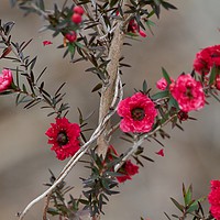 Buy canvas prints of Red Manuka  by Margaret Stanton