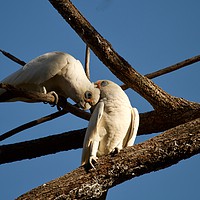 Buy canvas prints of Corella Love  by Margaret Stanton