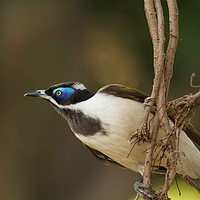 Buy canvas prints of Blue-faced Honeyeater  by Margaret Stanton