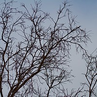 Buy canvas prints of Bare tree branches in Winter  by Margaret Stanton
