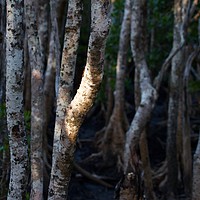 Buy canvas prints of Magical Mangrove  by Margaret Stanton