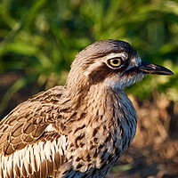 Buy canvas prints of Bush stone-curlew  by Margaret Stanton