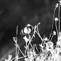 Buy canvas prints of Monarch butterfly in black and white  by Margaret Stanton