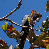 Buy canvas prints of Red tailed black Cockatoo enjoying lunch  by Margaret Stanton