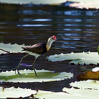 Buy canvas prints of Comb-crested Jacana  by Margaret Stanton