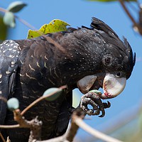 Buy canvas prints of Red tailed black cockatoo  by Margaret Stanton