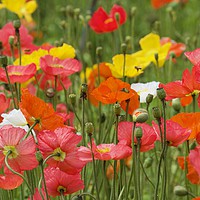 Buy canvas prints of Poppies  by Margaret Stanton