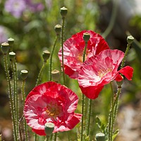 Buy canvas prints of Red poppies  by Margaret Stanton