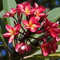 Buy canvas prints of Red Frangipani blooms  by Margaret Stanton