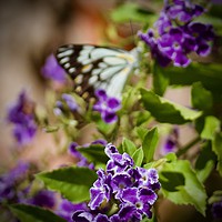 Buy canvas prints of Butterfly daydream  by Margaret Stanton