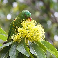 Buy canvas prints of Scaly breasted Lorikeet  by Margaret Stanton