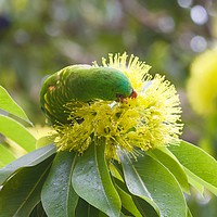 Buy canvas prints of Scaly breasted Lorikeet (2)  by Margaret Stanton