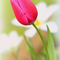 Buy canvas prints of Pink Tulip by Jenni Robertson