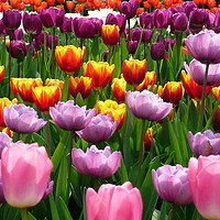 Buy canvas prints of Tulips in Spring at the Eden project by Lucy Prentice