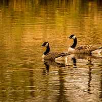 Buy canvas prints of Canadian Geese at Sunset by Paul Baldwin