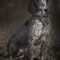 Buy canvas prints of Spaniel sitting by canal side by Trevor Ellis