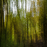 Buy canvas prints of Abstract Woodland by Trevor Ellis