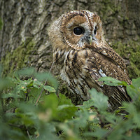 Buy canvas prints of Tawny Owl on the look out by Trevor Ellis