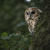 Buy canvas prints of Tawny Owl on the look out by Trevor Ellis