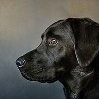 Buy canvas prints of Portrait of a Labrador. by Trevor Ellis
