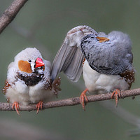 Buy canvas prints of Zebra Finches  by Stephanie Veronique