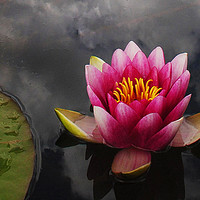 Buy canvas prints of Pink water lily by Stephanie Veronique